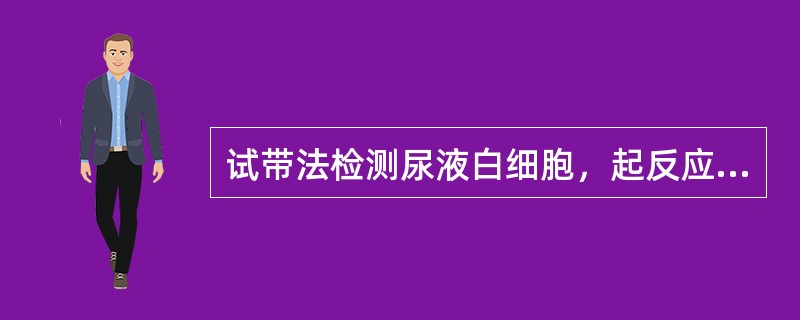 试带法检测尿液白细胞，起反应的主要细胞是