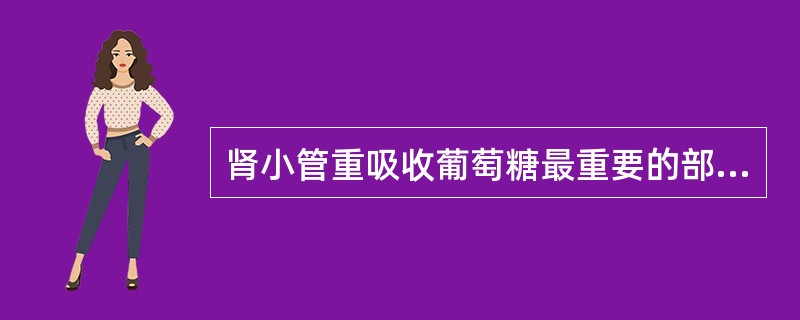 肾小管重吸收葡萄糖最重要的部位是