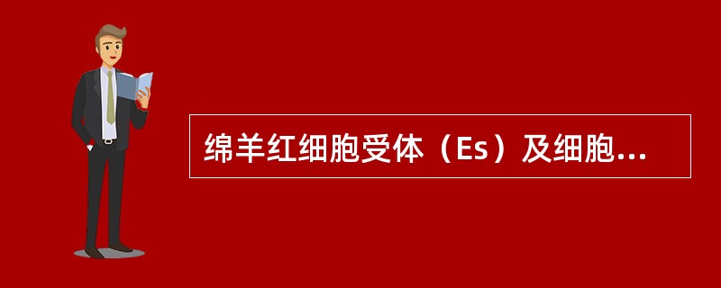 绵羊红细胞受体（Es）及细胞表面分化抗原CD7、CD3为哪种细胞的标记