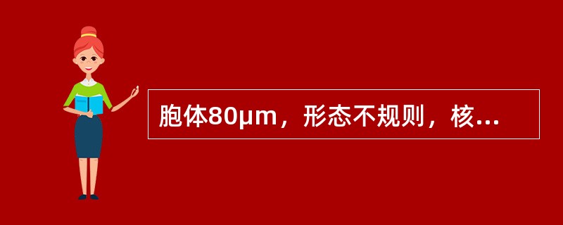 胞体80μm，形态不规则，核呈多叶扭曲状，染色质粗糙，无核仁，浆内充满紫红色颗粒，边缘有血小板堆集，该特征符合