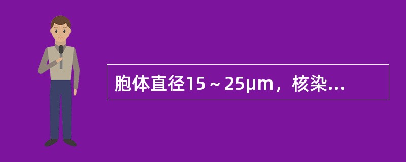 胞体直径15～25μm，核染色质粗颗粒状、排列紧密、分布不均、有明显厚实感，核仁1～2个、清晰，核膜清楚、胞质很少、亮蓝色，仅环于核周