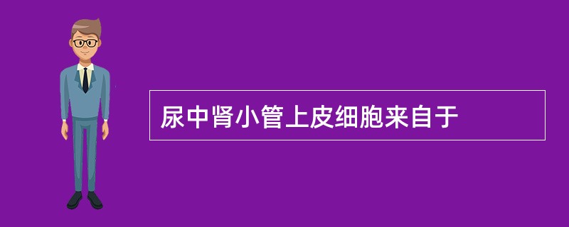 尿中肾小管上皮细胞来自于