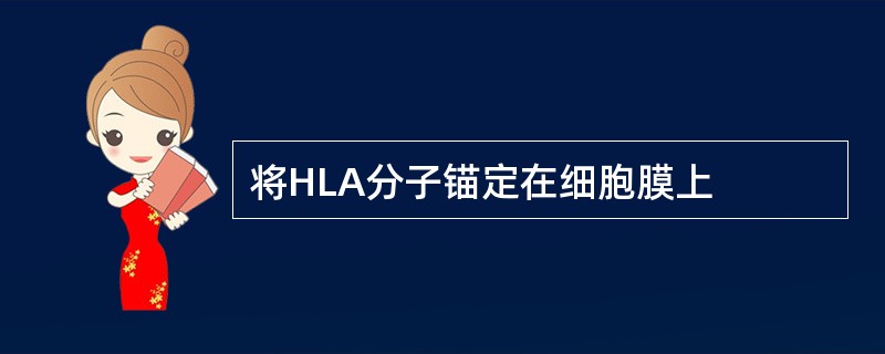 将HLA分子锚定在细胞膜上