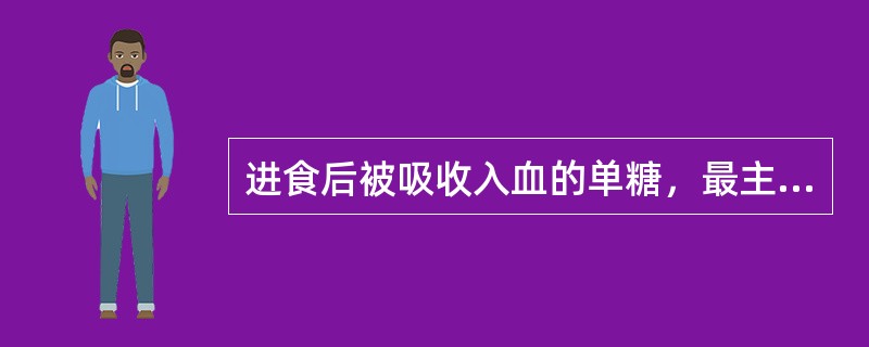 进食后被吸收入血的单糖，最主要的去路是