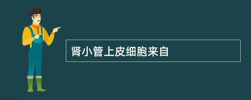 肾小管上皮细胞来自