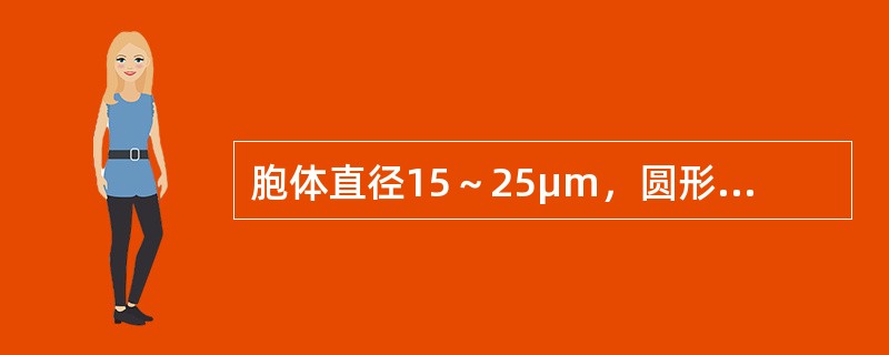 胞体直径15～25μm，圆形或椭圆形，边缘常有钝角状或瘤状突起。胞核圆形、居中或稍偏于一旁，约占细胞直径的4/5，核染色质呈颗粒状，核仁1～3个，胞质量少，深蓝色，不透明，在核周围常形成淡染区。此细胞