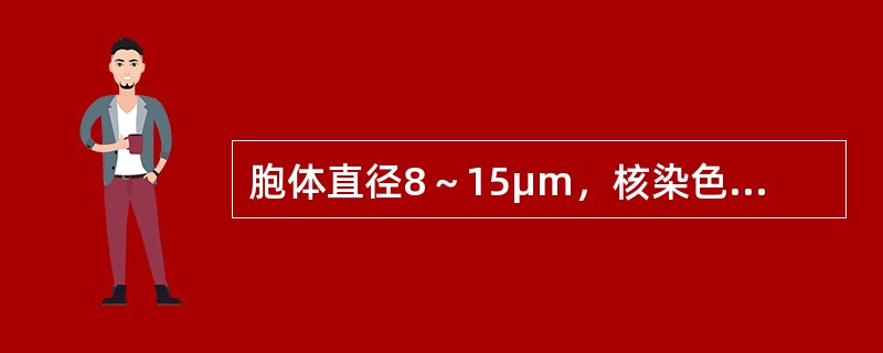 胞体直径8～15μm，核染色质凝聚呈条索状或块状，有明显的间隙，核仁消失，胞质可见嗜多色性。此细胞为