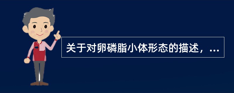 关于对卵磷脂小体形态的描述，哪项是不正确的