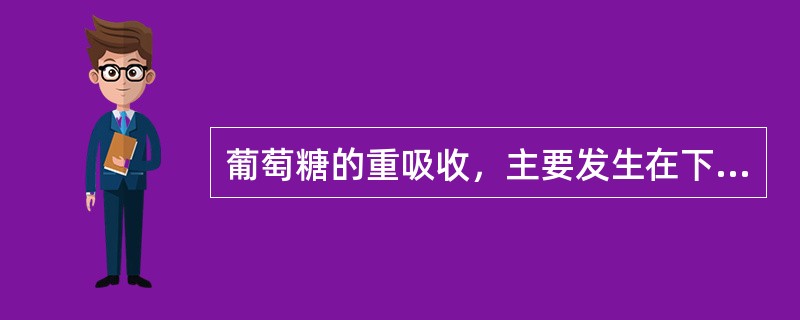 葡萄糖的重吸收，主要发生在下述哪一部位