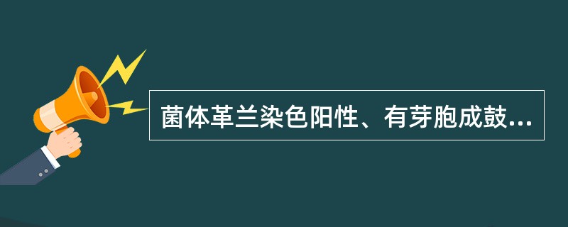 菌体革兰染色阳性、有芽胞成鼓槌状的细菌为