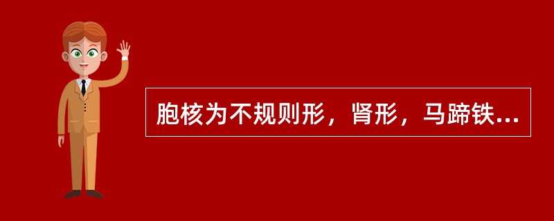 胞核为不规则形，肾形，马蹄铁型，常折叠扭曲的是（　　）。