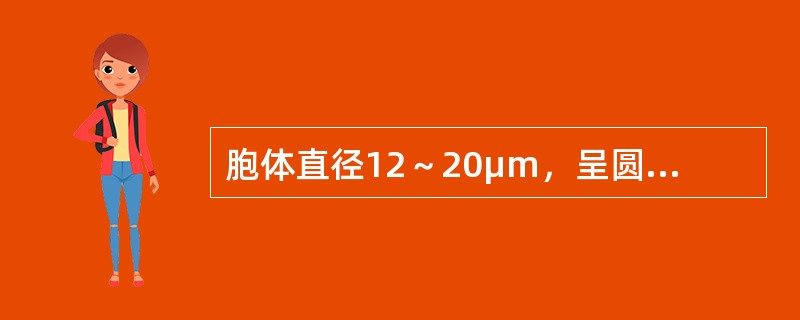 胞体直径12～20μm，呈圆或椭圆形，胞核大，位于中央或偏位，核染色质开始聚集。核仁可见或消失，胞质量较多，呈淡蓝，蓝或深蓝色。胞质内含大小，形态或多少不一的紫红色非特异性天青胺蓝颗粒，POX染色阳性