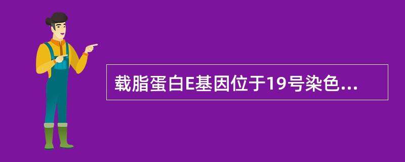 载脂蛋白E基因位于19号染色体长臂3区上，含有