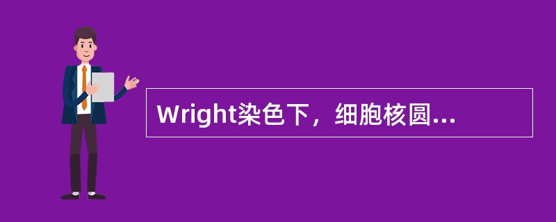 Wright染色下，细胞核圆形居中，染色质呈车轮状，核仁消失，胞质呈嗜多色性，该特征符合