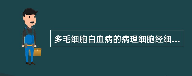 多毛细胞白血病的病理细胞经细胞化学染色呈明显阳性的是