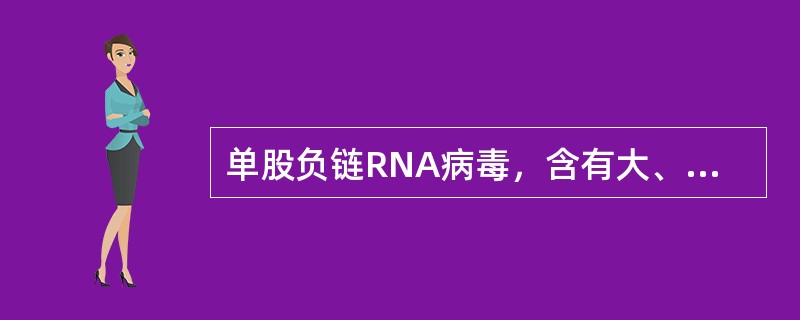 单股负链RNA病毒，含有大、中、小三个基因片段，分别编码RNA聚合酶、囊膜糖蛋白G1和G2，以及核蛋白N，该病毒为（　　）。