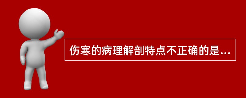 伤寒的病理解剖特点不正确的是（　　）。