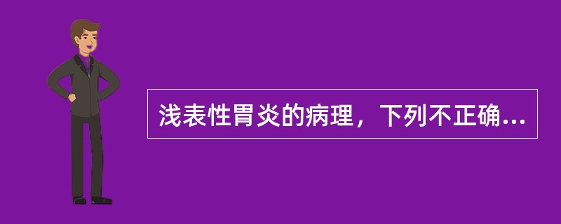 浅表性胃炎的病理，下列不正确的是（　　）。