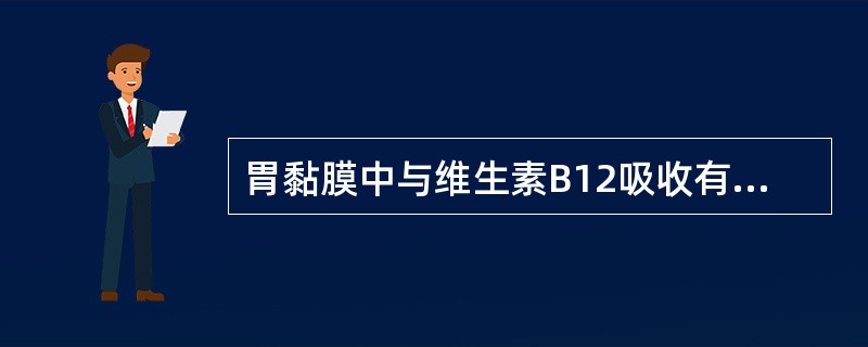 胃黏膜中与维生素B12吸收有关的内因子细胞是（　　）。