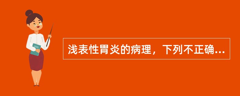 浅表性胃炎的病理，下列不正确的是（　　）。