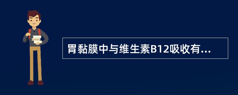 胃黏膜中与维生素B12吸收有关的内因子细胞是（　　）。