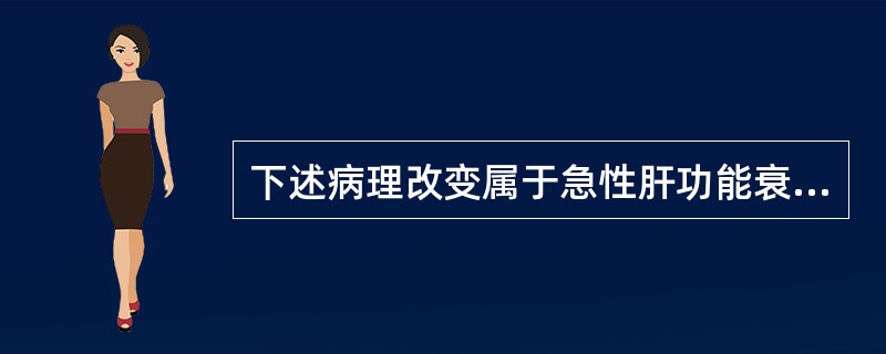 下述病理改变属于急性肝功能衰竭改变的是（　　）。