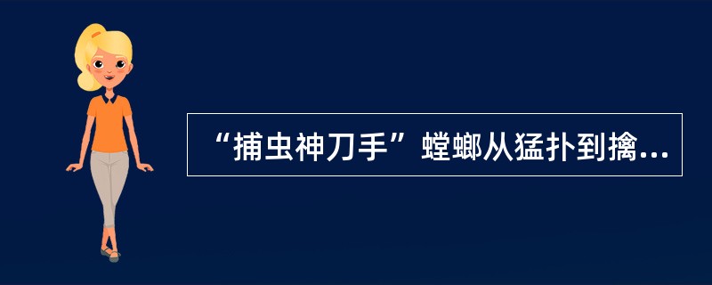 “捕虫神刀手”螳螂从猛扑到擒获昆虫，整个过程只需0.05秒，且百发百中，这主要靠