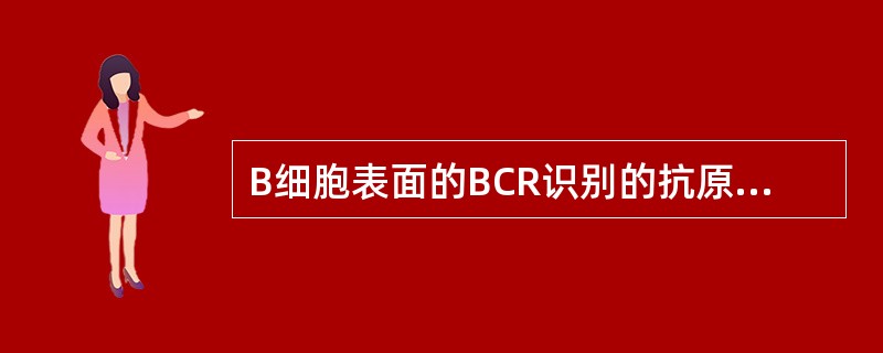 B细胞表面的BCR识别的抗原表位（）