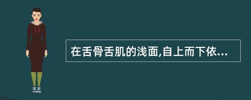 在舌骨舌肌的浅面,自上而下依次排列着