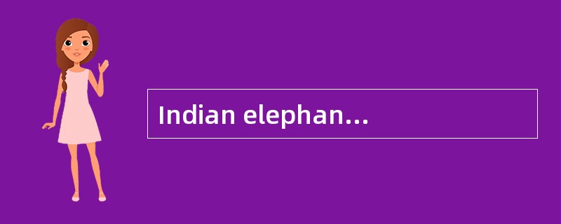 Indian elephants are getting increasingl