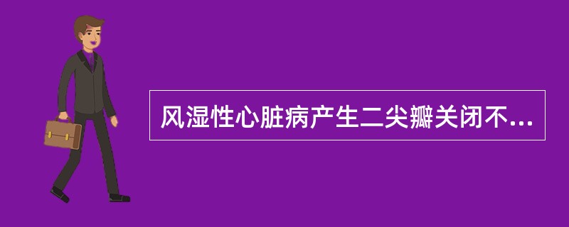 风湿性心脏病产生二尖瓣关闭不全的病理改变应除外: