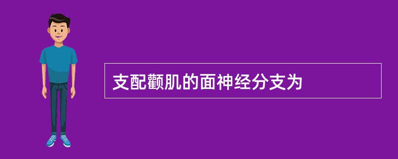 支配颧肌的面神经分支为