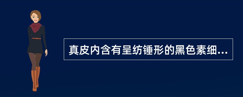 真皮内含有呈纺锤形的黑色素细胞（　　）。