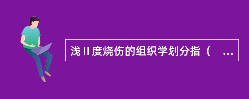 浅Ⅱ度烧伤的组织学划分指（　　）。