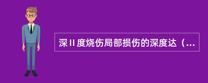 深Ⅱ度烧伤局部损伤的深度达（　　）。