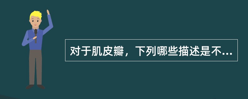 对于肌皮瓣，下列哪些描述是不恰当的？（　　）