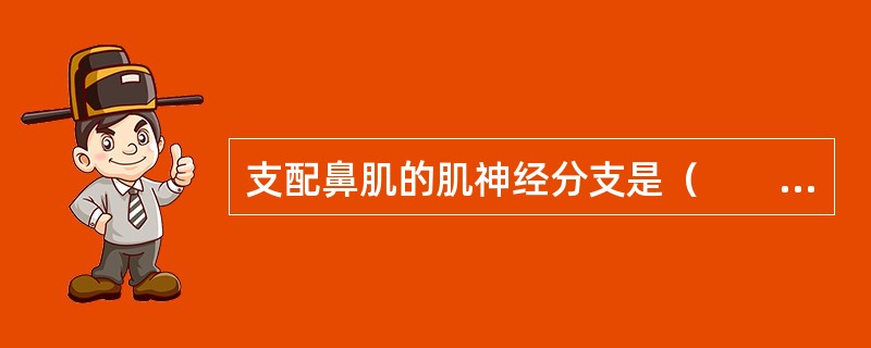 支配鼻肌的肌神经分支是（　　）。