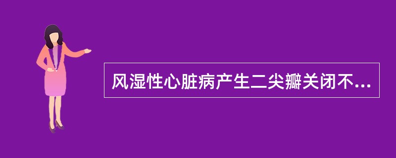 风湿性心脏病产生二尖瓣关闭不全的病理生理改变应除外（　　）。