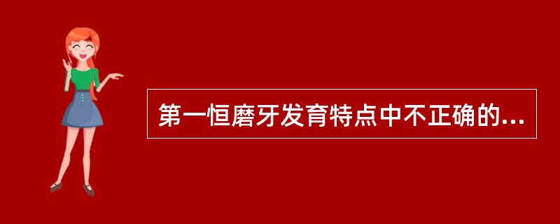 第一恒磨牙发育特点中不正确的描述是