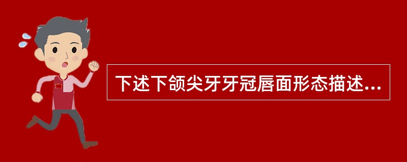 下述下颌尖牙牙冠唇面形态描述错误的是（　　）。