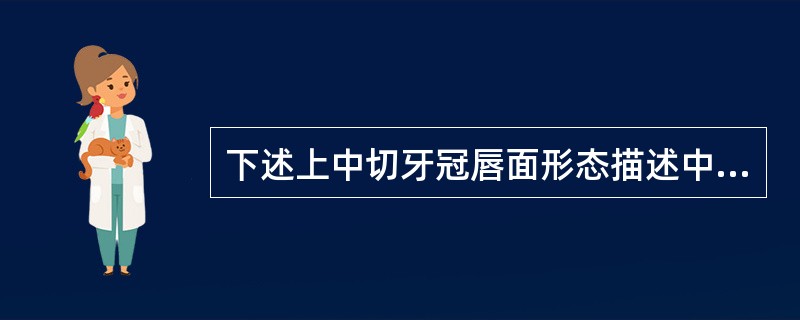 下述上中切牙冠唇面形态描述中不正确的是（　　）。