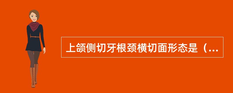 上颌侧切牙根颈横切面形态是（　　）。