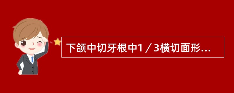 下颌中切牙根中1／3横切面形态是（　　）。