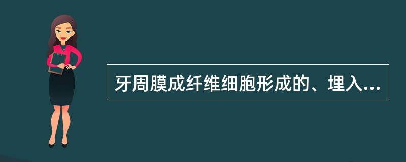 牙周膜成纤维细胞形成的、埋入牙骨质中的胶原纤维称