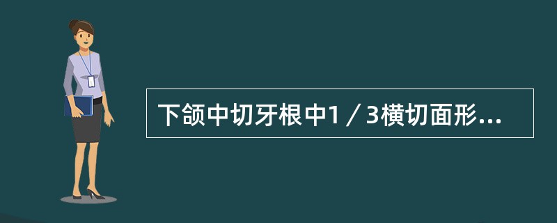 下颌中切牙根中1／3横切面形态是（　　）。