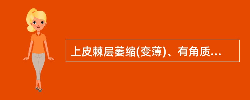 上皮棘层萎缩(变薄)、有角质栓形成常见于（　　）。