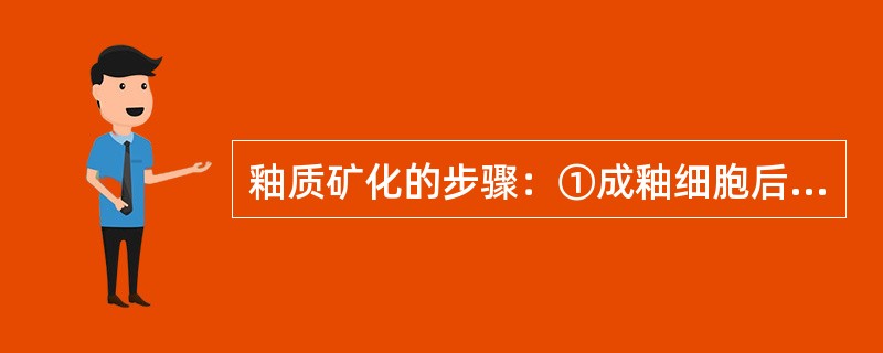 釉质矿化的步骤：①成釉细胞后退，留出空隙，这些细长的空隙与基质接触；②釉原蛋白减少，晶体长大成熟，最后基本只留下非釉原蛋白作为基质；③成釉细胞顶端分泌釉原蛋白和非釉原蛋白；④釉柱在空隙中形成，长釉与空