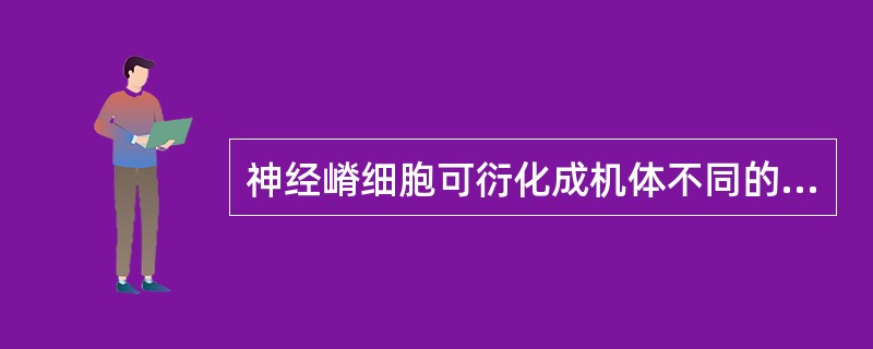 神经嵴细胞可衍化成机体不同的细胞并形成许多重要组织成分，不包括（　　）。