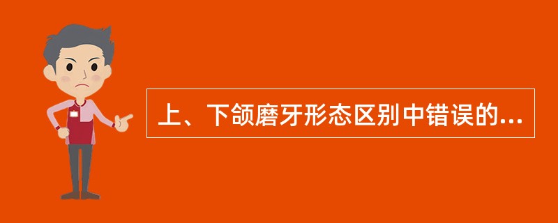 上、下颌磨牙形态区别中错误的是（　　）。