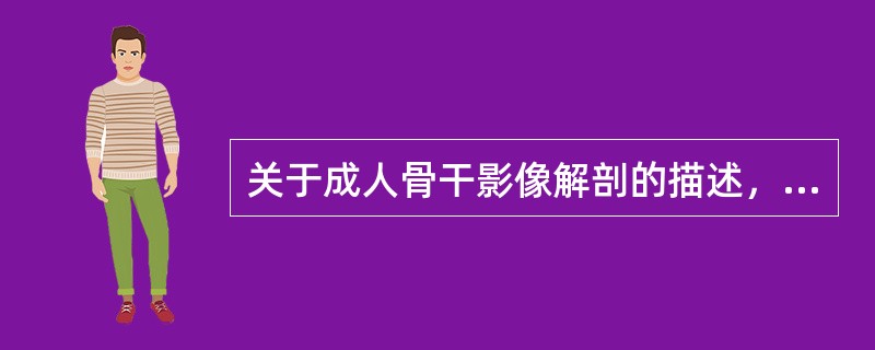 关于成人骨干影像解剖的描述，错误的是（）